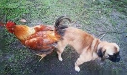 鸡飞狗跳 在线观看,在线观看喜剧盛宴